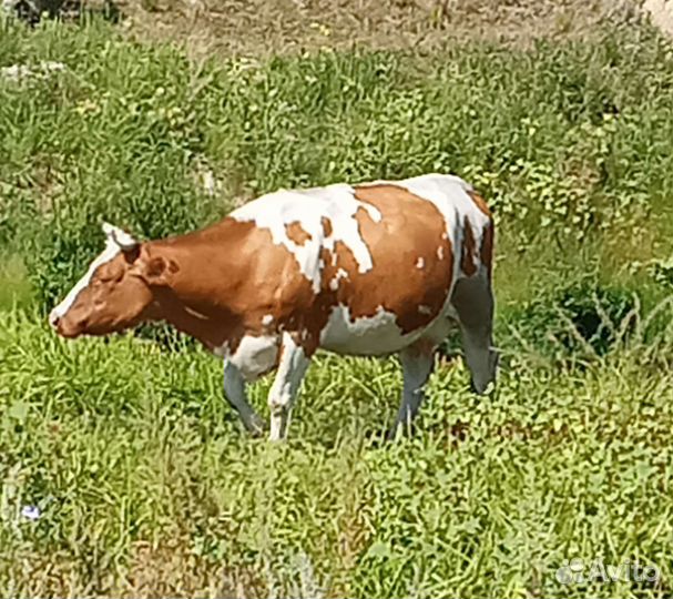 Корова высокоудойная