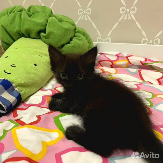 Отдам котёнка