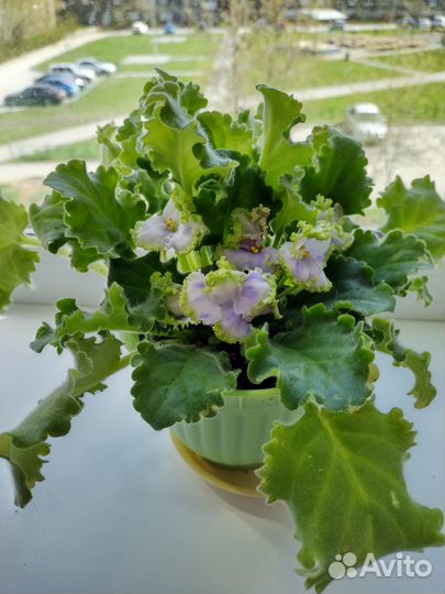 Фиалки сортовые