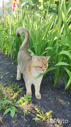 Британский кот на вязку