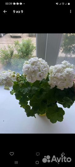 Пеларгония герань