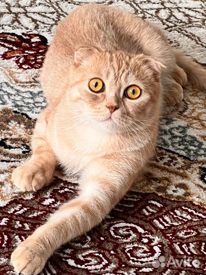 Шотландский вислоухий кот