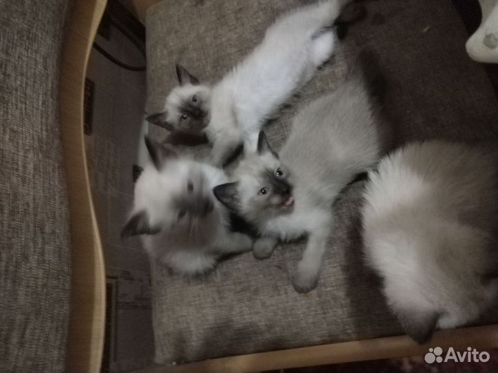 Сиамские котята