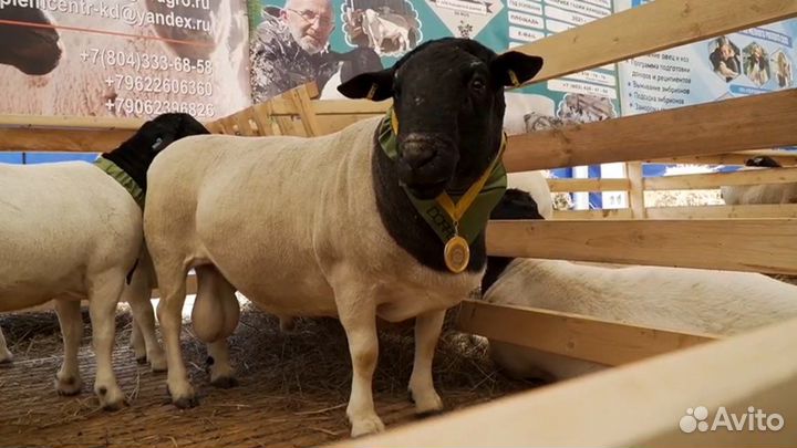 Баран производитель - Дорпер