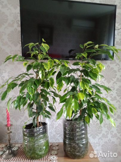 Фикус бенджамина