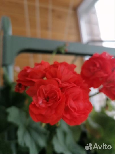 Пеларгония герань сортовая