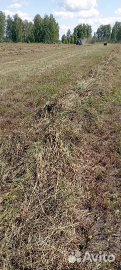 Сено, рулоны по 300 кг. свежий укос 24 г