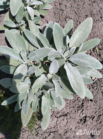 Декоративные кустарники