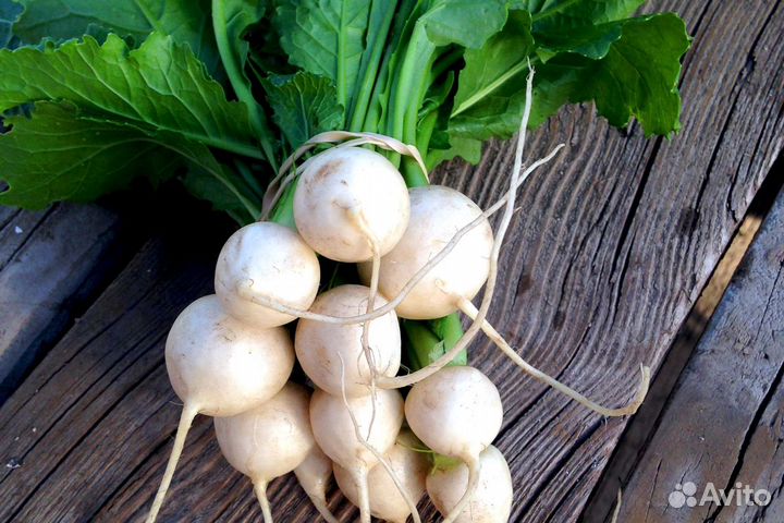 Семена репы