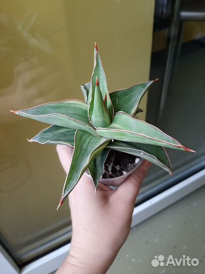 Сансевиерия blue leaf var