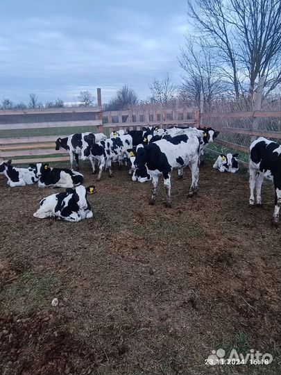 Бычки и телята