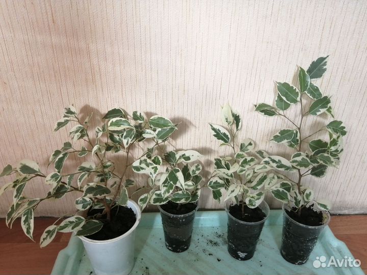 Фикус пестролистный