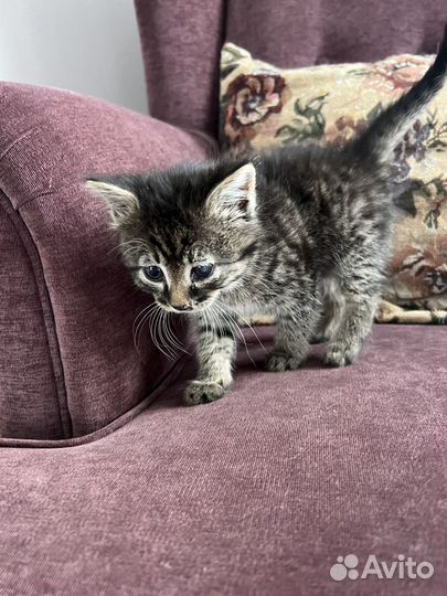 Котенок в добрые руки