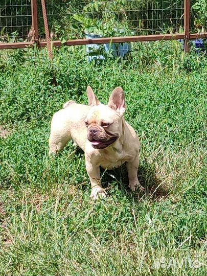 Французский бульдог девочки