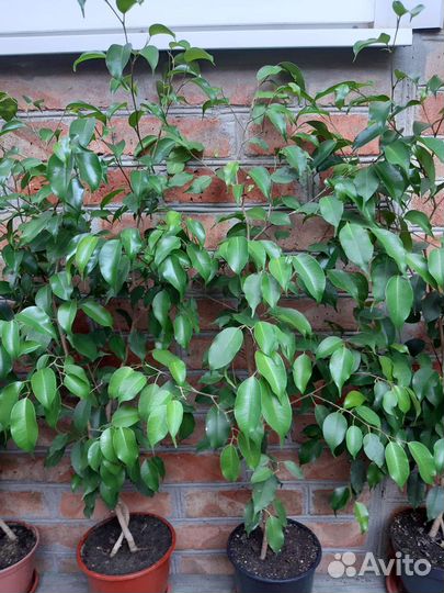 Фикус бенджамина большой