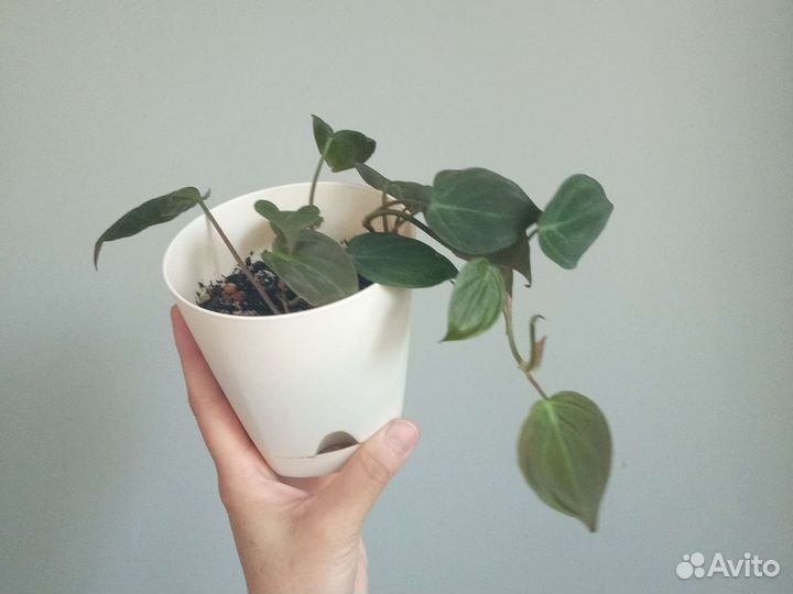 Миканс, Марбл Квин, сц.Пиктус, Бразил, бегМакулата