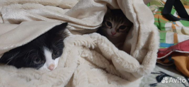 Продам котят