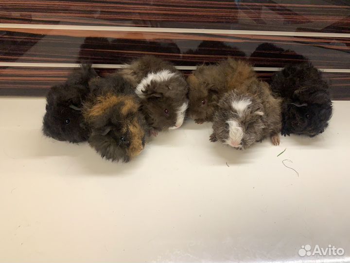 Милашки-поросята Лункария