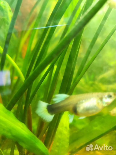 Аквариумные рыбки