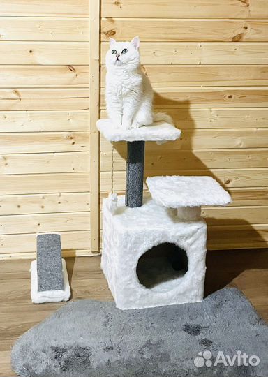 Кот британец вязка
