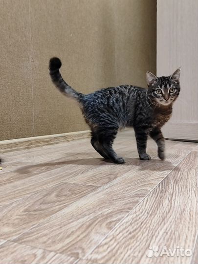 Отдам котят