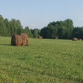 Продам сено в рулонах