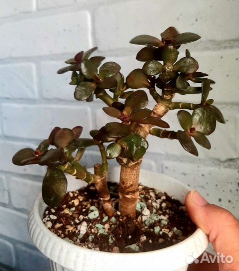 Сортовые Крассулы (Толстянки)