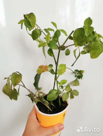 Комнатные цветы