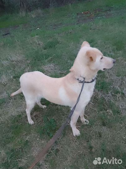 Собака в добрые руки отдам бесплатно