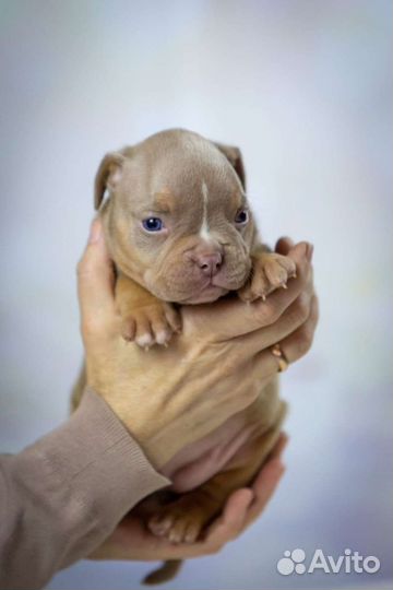 Щенки американского булли