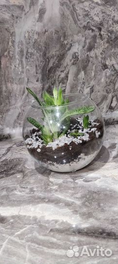 Флорариум из суккулентов