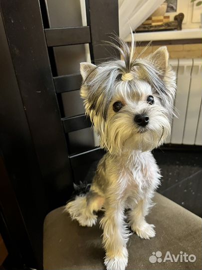 Йоркширский терьер мини