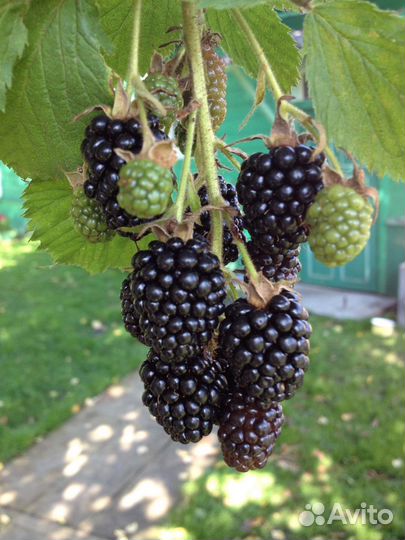 Саженцы ежевики (колючая)