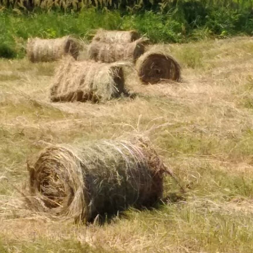 Сено в тюках