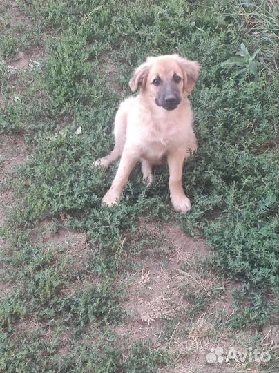 Щенок супер классный