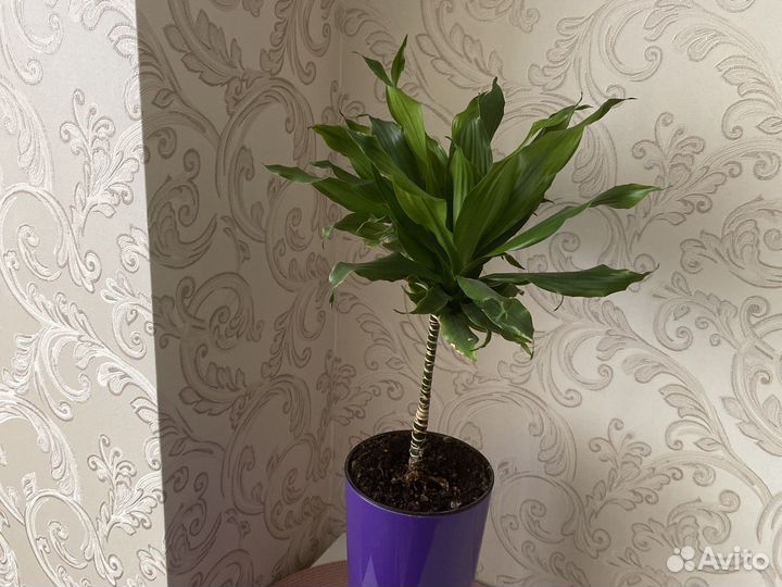 Фикус бенджамина