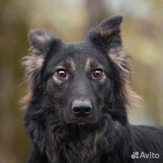 Мальчик Потап Метис овчарки