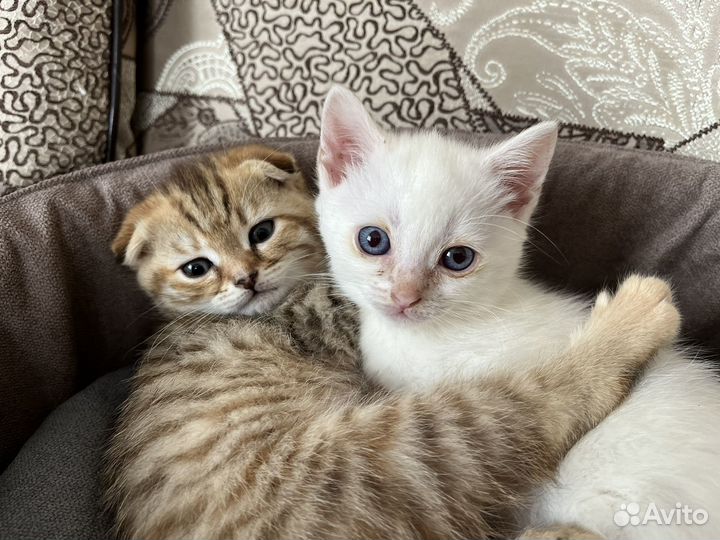 Кошки в добрые руки