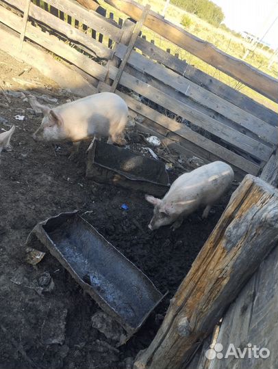 Поросята ландрас дюрок