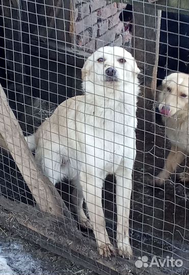 Девчата дворянских кровей