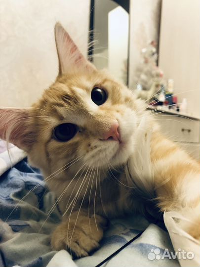 Отдам бесплатно кота