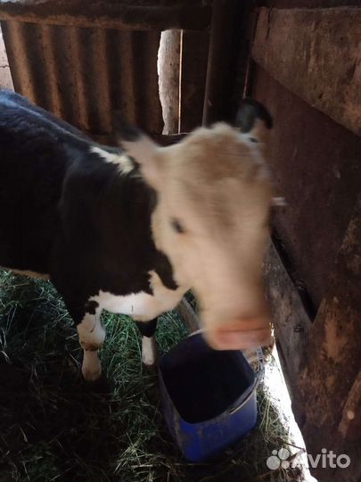 Продажа телка