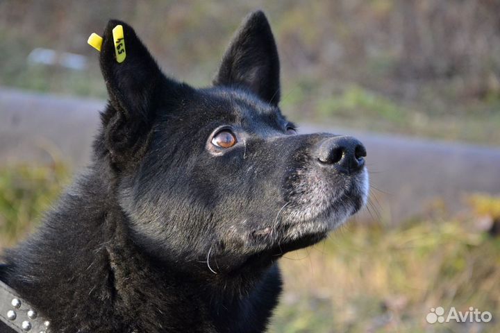 Феликс ищет дом