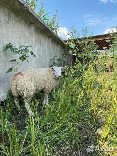 Баран тексель