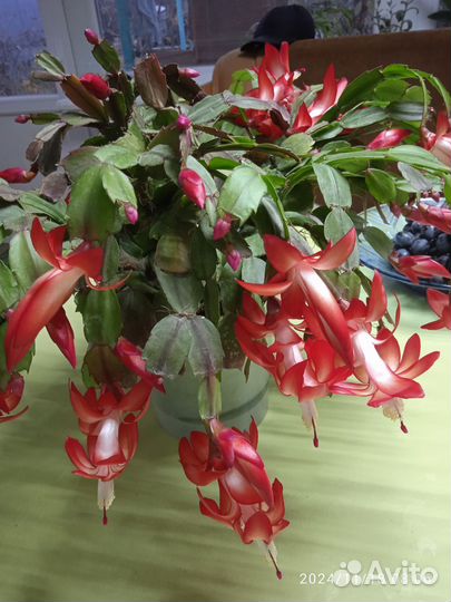 Белый декабрист