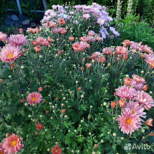 Хризантема