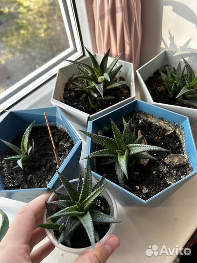 Суккуленты