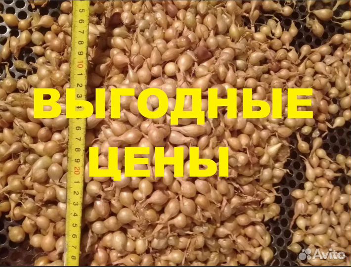 Лук севок Оптом