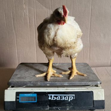 Бройлер "Росс-308"