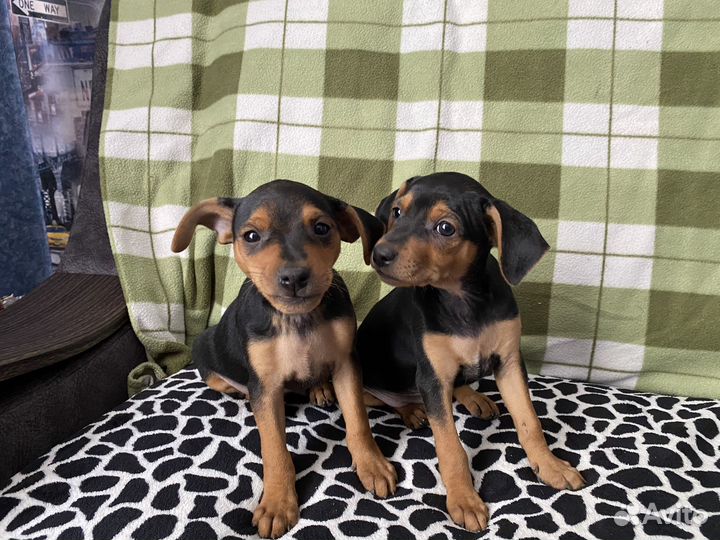 Цвергпинчер